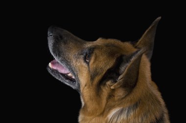 Close-Up bir Alman çoban köpeği