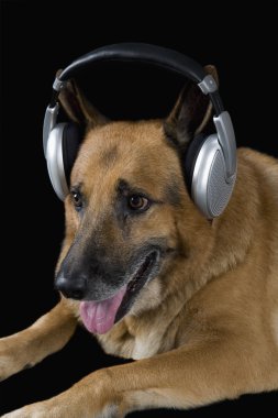 kulaklıklar giyen Alman çoban köpeği