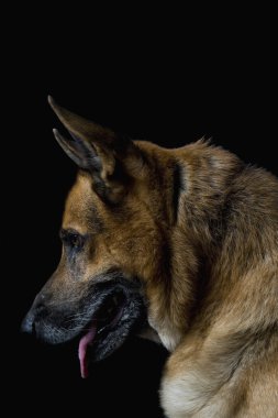 Close-Up bir Alman çoban köpeği