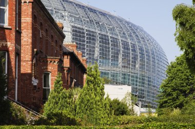 aviva stadium yakınındaki ağaçlar