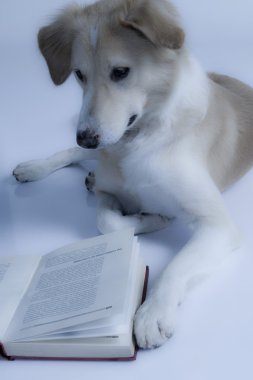 kitap okurken köpek
