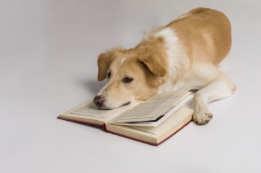 bir kitap ile köpek