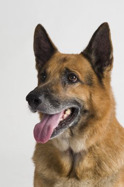 Close-Up bir Alman çoban köpeği