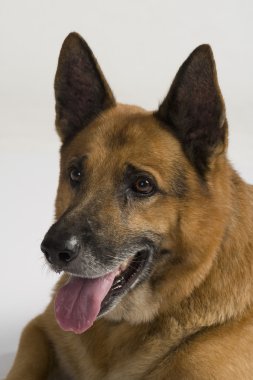 Close-Up bir Alman çoban köpeği