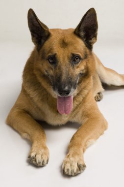 Close-Up bir Alman çoban köpeği