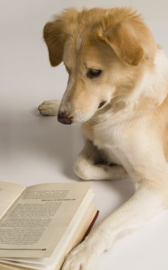kitap okurken köpek