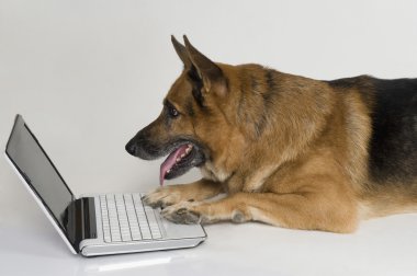 bir dizüstü bilgisayar kullanarak Alman çoban köpeği