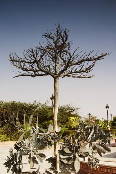 Statyer av växter i en trädgård, trädgård av fem sinnen — Stockfoto