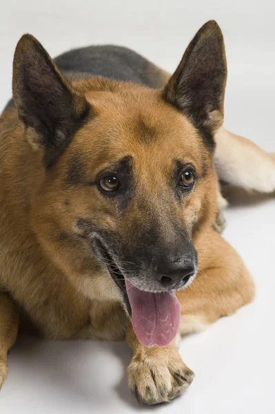 一条德国牧羊犬的特写镜头 — 图库照片