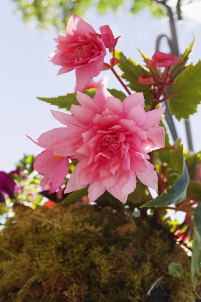 Flores cor de rosa em uma fábrica — Fotografia de Stock