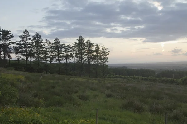 Arbres sur un paysage — Photo