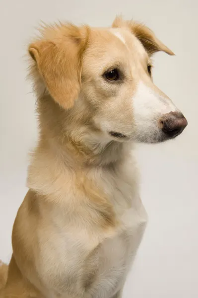 Close-up of a dog — Stock Photo, Image