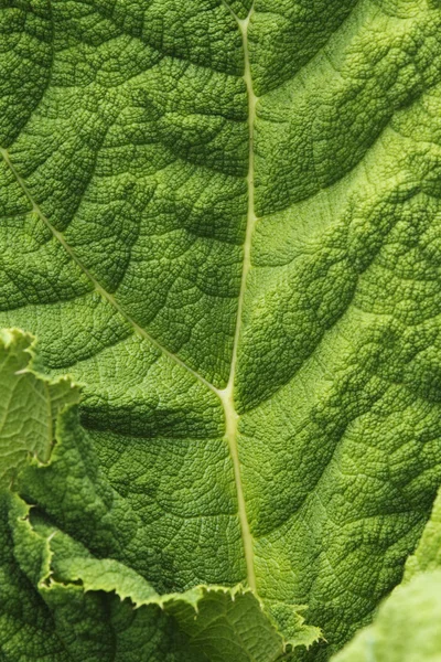 Détail d'une feuille — Photo