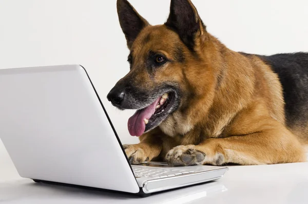 Duitse herder met behulp van een laptop — Stockfoto