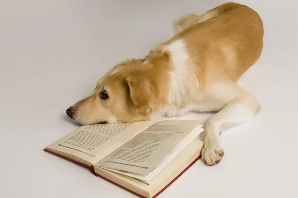 Cão com um livro — Fotografia de Stock