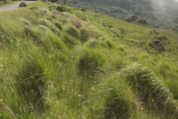 Hohes Gras im Nationalpark — Stockfoto