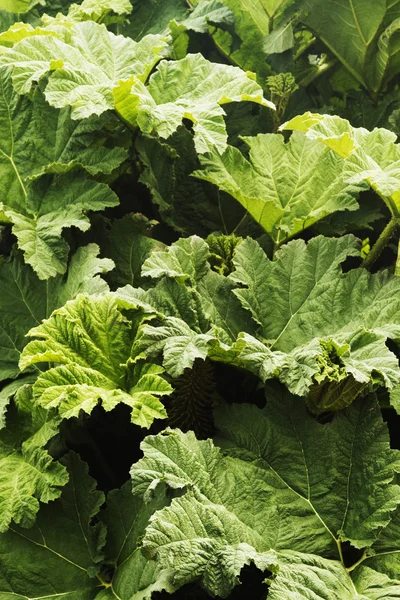 Close-up of leaves — Stock Photo, Image