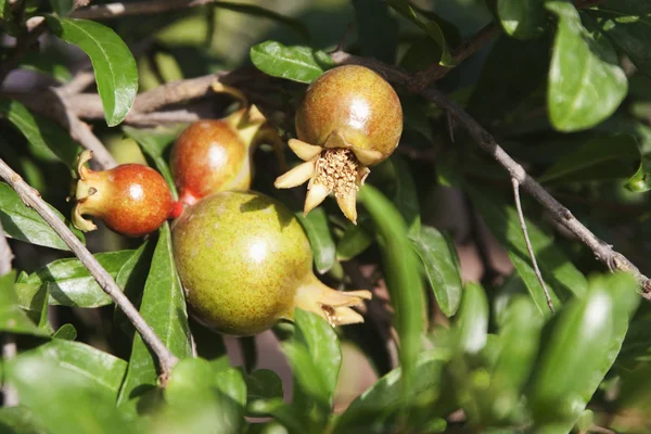 석류 식물 성장 — 스톡 사진