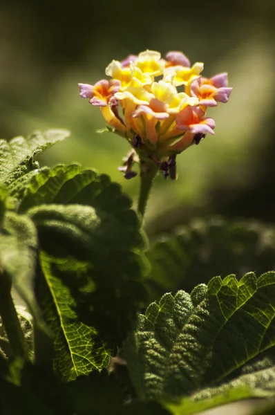 Flor — Fotografia de Stock