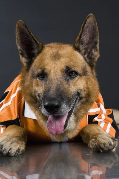 Close-up of a German Shepherd dog — Stock Photo, Image