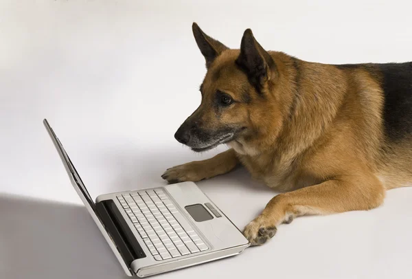 Pastor alemán perro usando un ordenador portátil —  Fotos de Stock