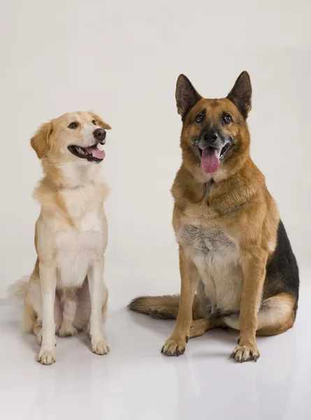 围坐在一起的两只狗 — 图库照片