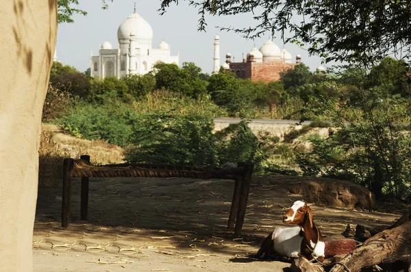 Goat in a mud hut with the mausoleum in the background, Taj Mahal — Stock Photo, Image