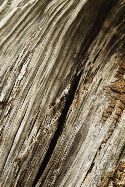 Detail of a tree trunk — Stock Photo, Image