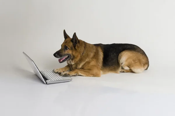 Duitse herder met behulp van een laptop — Stockfoto