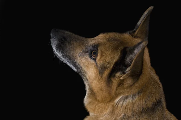 Primer plano de un perro pastor alemán —  Fotos de Stock