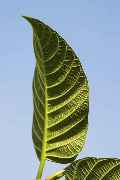 Close-up of leaf — Stock Photo, Image