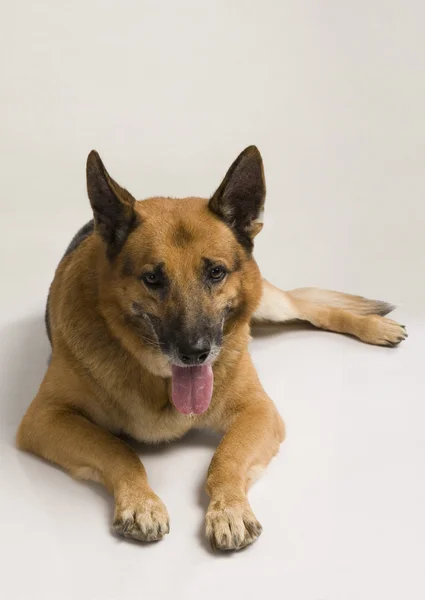 Close-up of a German Shepherd dog — Stock Photo, Image