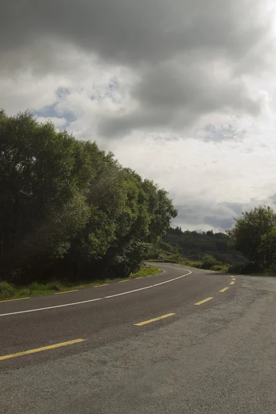 Alberi lungo la strada — Foto Stock