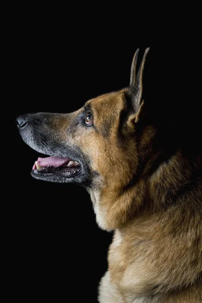 Μεγέθυνση του ενός γερμανικού σκυλιού ποιμένων — Φωτογραφία Αρχείου