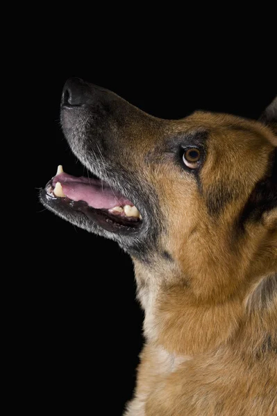 Close-up de um cão pastor alemão — Fotografia de Stock