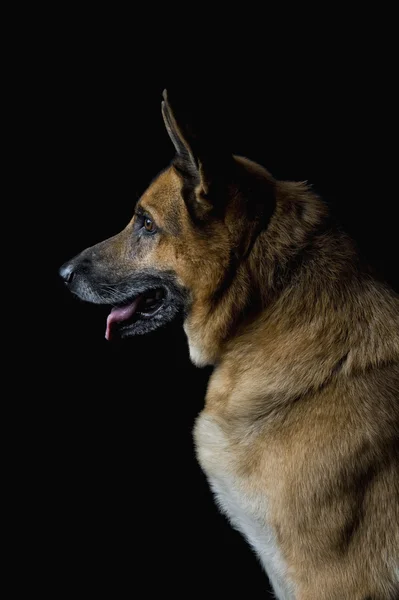 Primer plano de un perro pastor alemán —  Fotos de Stock