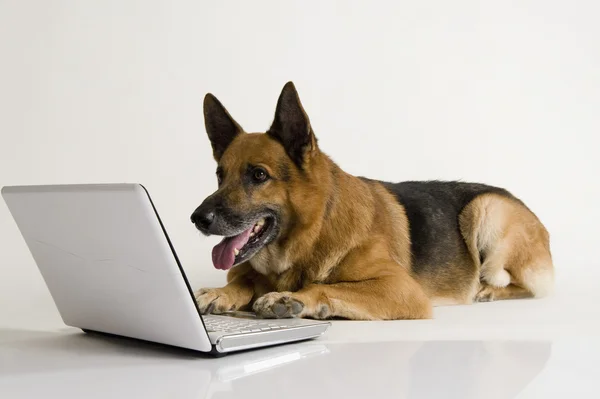 Bir dizüstü bilgisayar kullanarak Alman çoban köpeği — Stok fotoğraf