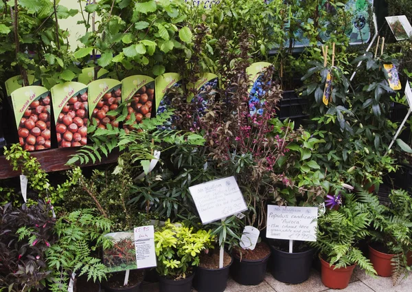 Rostliny na stánku v tržnici — Stock fotografie