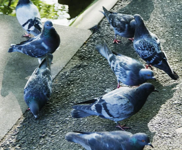 Primo piano dei piccioni — Foto Stock