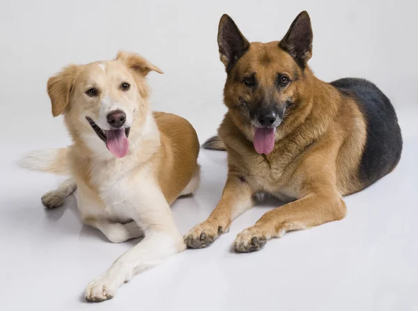 Två hundar sitter tillsammans — Stockfoto