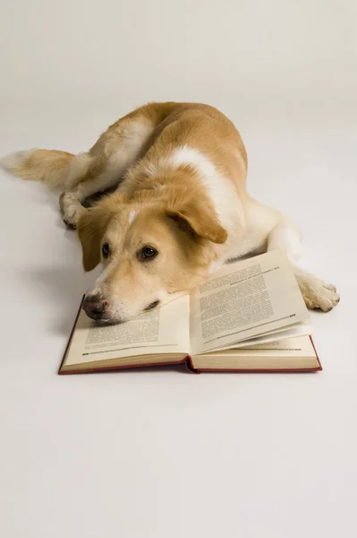 Bir kitap ile köpek — Stok fotoğraf