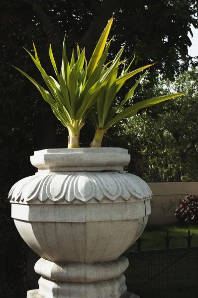 Planten in urn in een tuin — Stockfoto