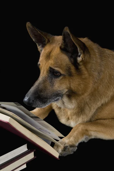 Německý ovčák pes čtení knihy — Stock fotografie