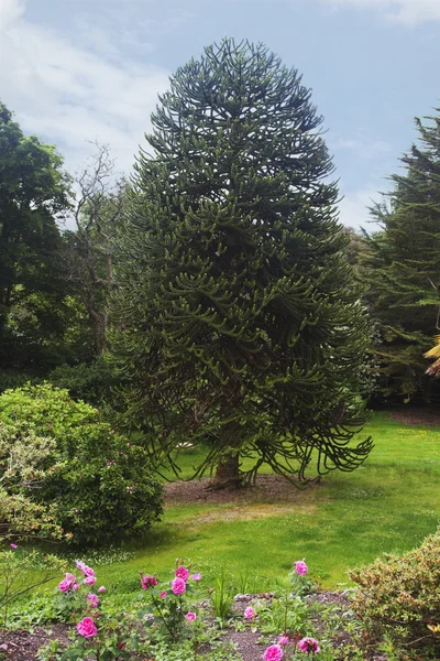 Bomen in een boomgaard — Stockfoto