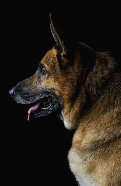 Close-Up bir Alman çoban köpeği — Stok fotoğraf