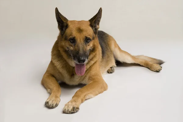 Nahaufnahme eines deutschen Schäferhundes — Stockfoto