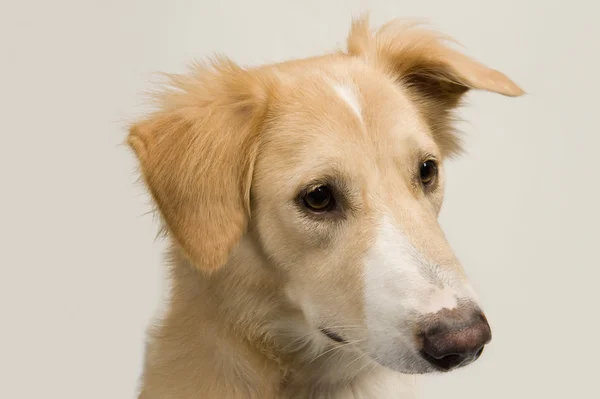 Close-up van een hond — Stockfoto