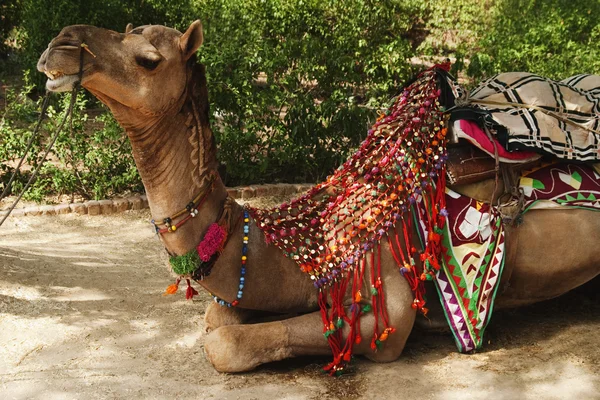 Camel in a park — Stock Photo, Image