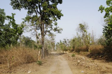 toprak bir orman yoluyla geçen yol