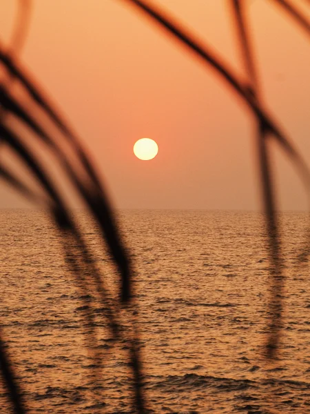 Pôr do sol sobre o mar visto através de folhas — Fotografia de Stock